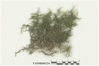 藏品(毛尖苔)的圖片